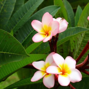 PLUMERIA ALBA (FRANGIPANIER)