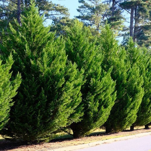 CUPRESSUS LEYLANDII (CYPRES DE LEYLAND)