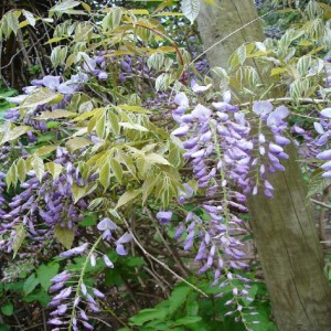 WISTERIA SINENSIS (GLYCINE)