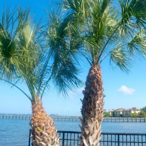 SABAL PALMETTO (CHOU PALMISTE)