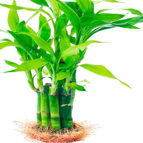 DRACAENA S.LUCKY BAMBOO SPIRAAL