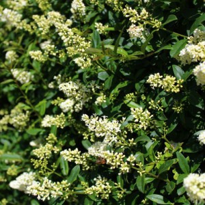 LIGUSTRUM TEXANUM