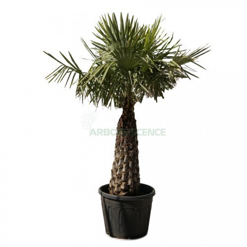 COPERNICIA ALBA