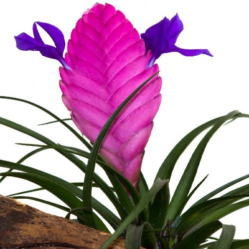 TILLANDSIA CYANEA ANITA