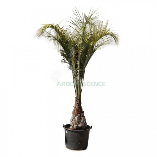 BUTIA CAPITATA