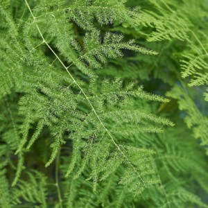 ASPARAGUS PLUMOSUS