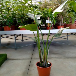 STRELITZIA NICOLAI (AUGUSTA)