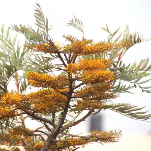 GREVILLEA ROBUSTA