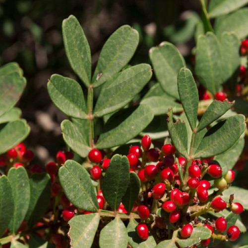 PISTACIA LENTISCUS (PISTACHIER)
