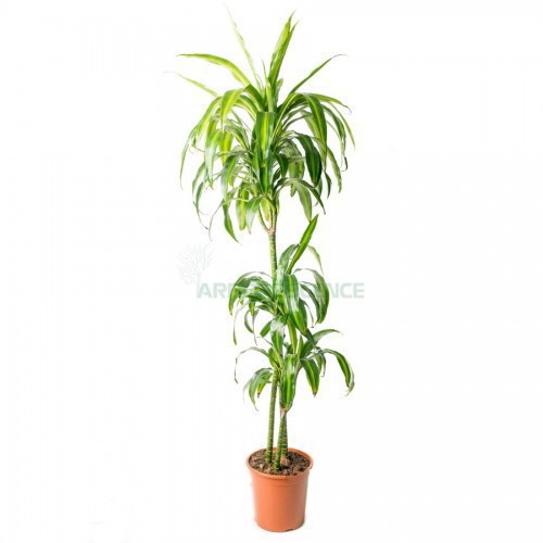 DRACAENA HAWAIIAN SUNSHINE