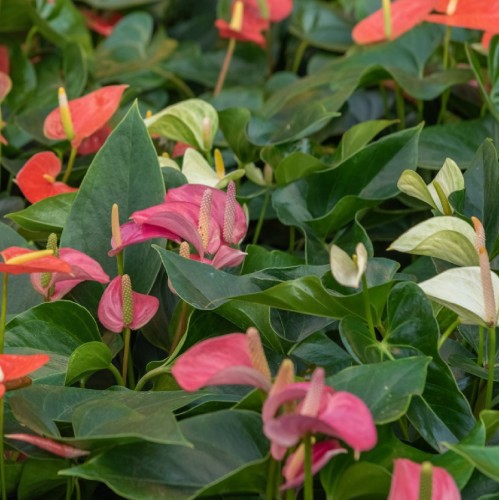 ANTHURIUM