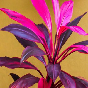 CORDYLINE