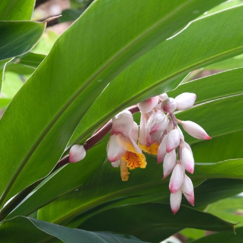 ALPINIA ZERUMBET