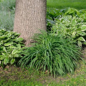 PHALARIS
