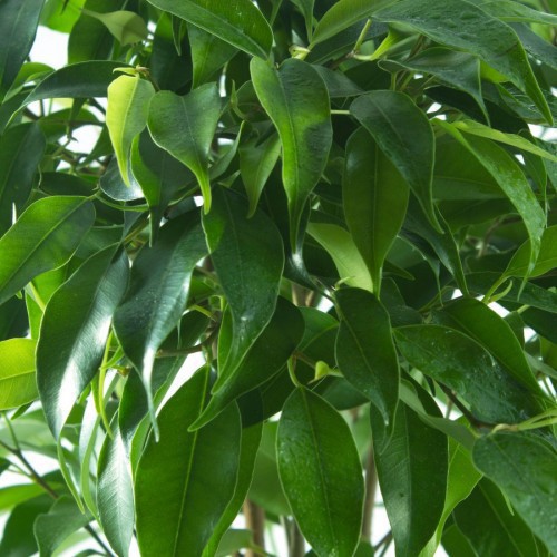 FICUS BENJAMINA TOUFFE