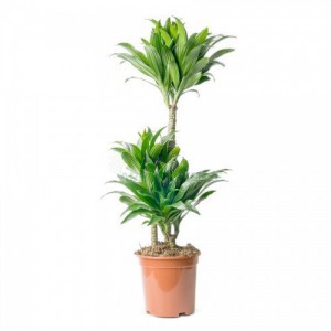 DRACAENA COMPACTA
