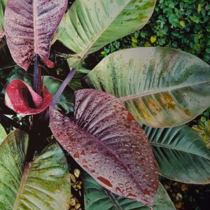 PHILODENDRON IMPERIAL RED - GREEN