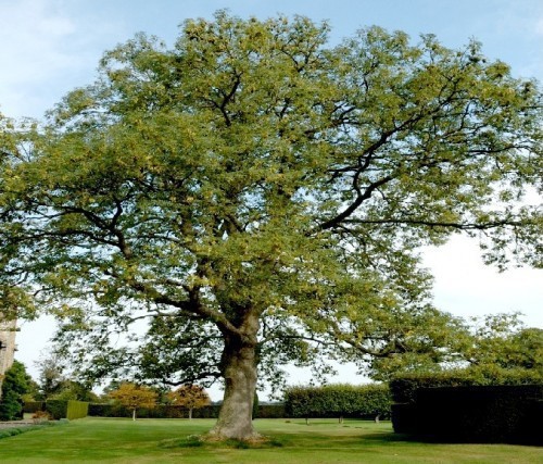 PLATANUS ACERIFOLIUS