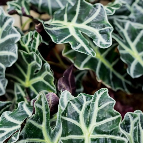 ALOCASIA MACRORRHIZA