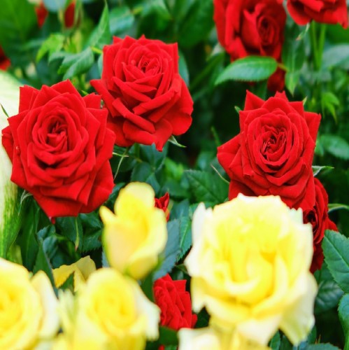 ROSA CENTIFOLIA