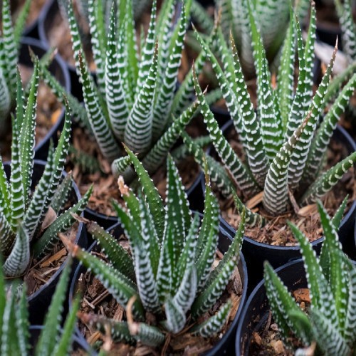 HAWORTHIA FASCIATA
