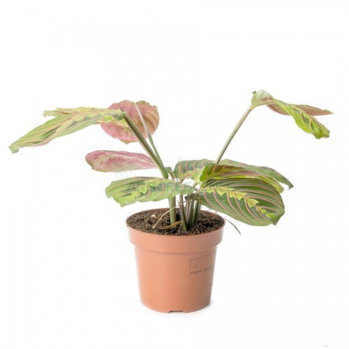 MARANTA FASCINATOR