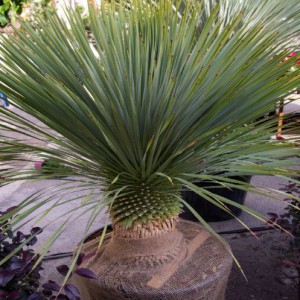 YUCCA ROSTRATA