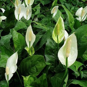SPATHIPHYLLUM "SWEET SILVIO"