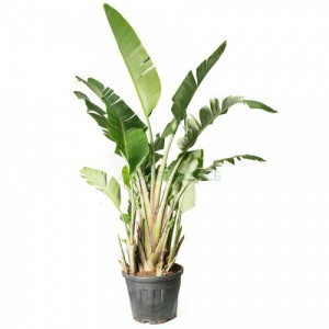 Variant 9