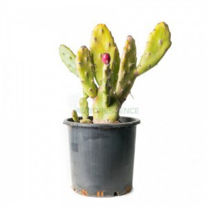 OPUNTIA GOSSELINIANA