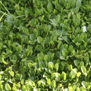 FALKIA REPENS