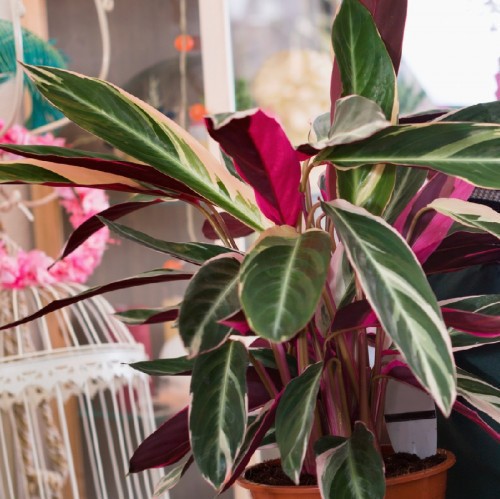 STROMANTHE TRIOSTAR