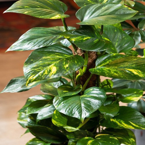 Variant 2