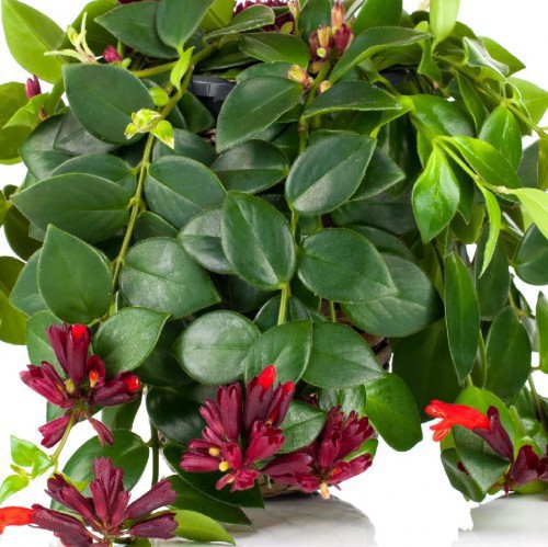 AESCHYNANTHUS