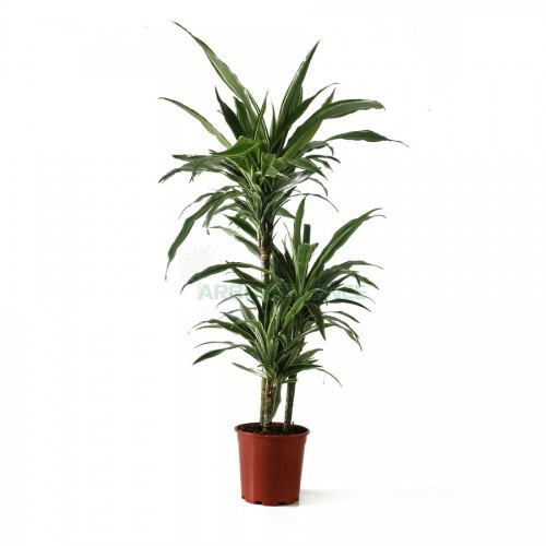 DRACAENA DEREMENSIS