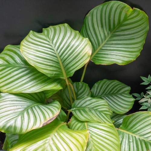 CALATHEA ORBIFOLIA