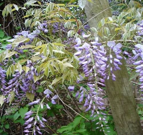 WISTERIA SINENSIS (GLYCINE)