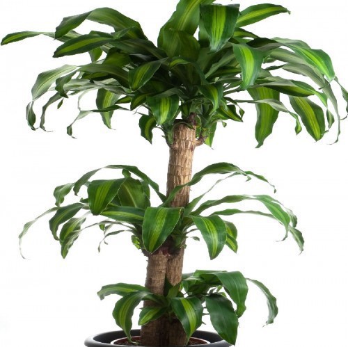 DRACAENA MASSANGEANA
