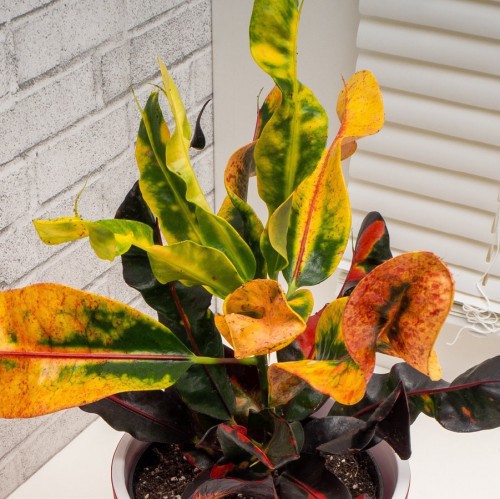 CODIAEUM EXCELLENT