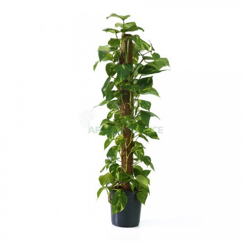 EPIPREMNUM MOSSTOK TUTOR (POTHOS)
