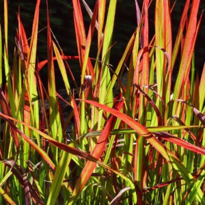 IMPERATA CYLINDRICA "RED BARON"
