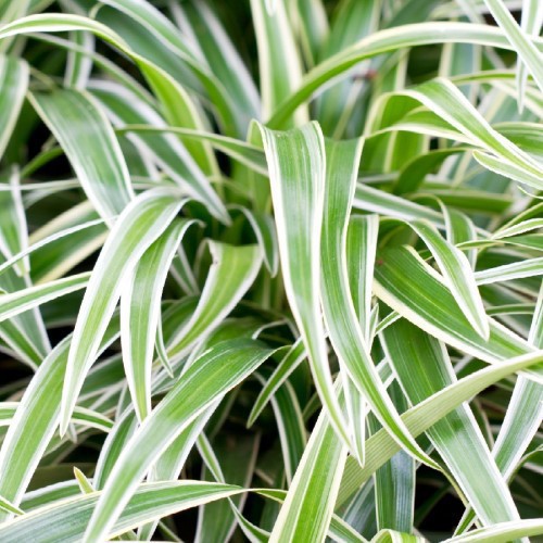 CHLOROPHYTUM
