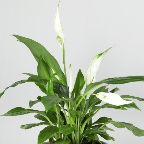 SPATHIPHYLLUM "SWEET SILVIO"