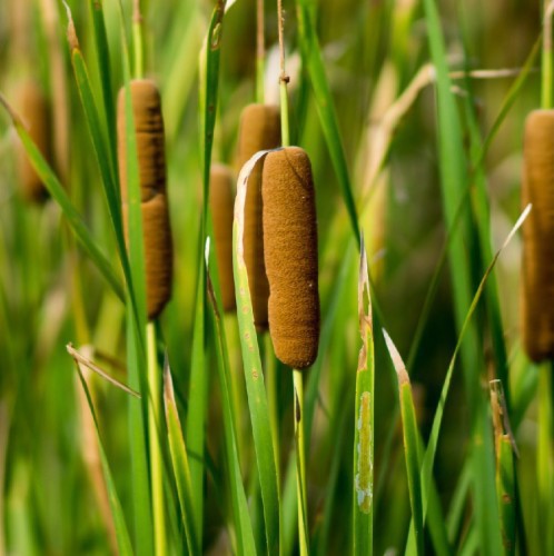 TYPHA