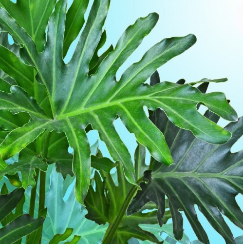 PHILODENDRON SELLOUM