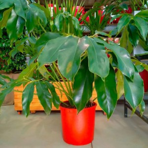 PHILODENDRON GREEN