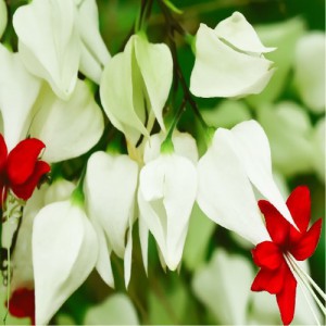 CLERODENDRUM THOMSONIAE