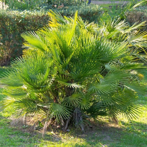 CHAMAEROPS HUMILIS (PALMIER NAIN)