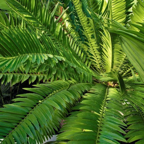 CYCAS RUMPHII / THOUARSII