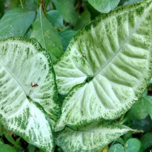 SYNGONIUM